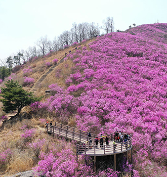 종남산 진달래